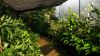 Lila_Nursery_-_Shaded_Plants.jpg